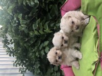 Birinci Sınıf Pekinez Bebeklerimiz