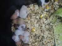 SURİYE HAMSTER SEVİMLİ YAVRULAR