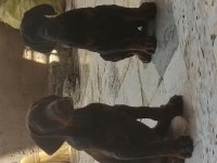 Anne baba a scr doberman