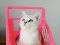 Uygun! Silvershaded British Shorthair Bebekleirm 