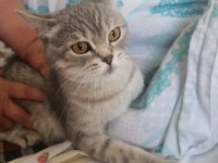 Ücretsiz British Shorthair
