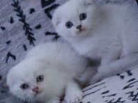 Şampiyon atalardan scottish fold yavrular