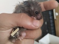 Yavru Hamster Duman ve Karamel Renkler