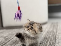 British longhair