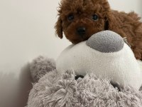 A kalite red brown poodle yavrular