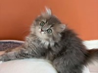 British Longhair Yavrumuz Şecereli Baba