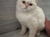 LYNX POİNT SCOTTİSH STRAİGHT DİŞİ 3 AYLIK