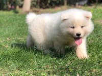 %100 Safkan Beyaz Akita Yavruları