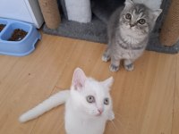 BEYAZ KARTOPU KEDİLERİM