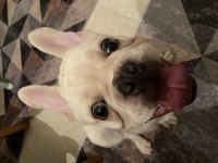 10 AYLIK ERKEK CREAM BLUE FRENCH BULLDOG