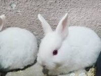 Yavru Tavşanlarımız Yeni Yuvalarını Arıyor