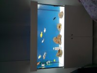 Japon Ve koi Balıkları