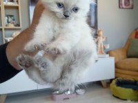 50 GÜNLÜK KEDİMİZ TUVALET EĞİTİMİ VAR KURU MAMA YİYOR