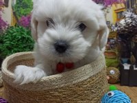 Muazzam Güzellikte A KALİTE Maltese Terrier Yavrularımız