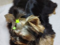 Mini erkek yavru yorkshire terrier