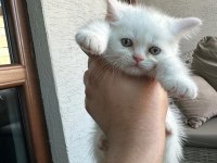 Beyaz Browni Yavrular British Shorthair