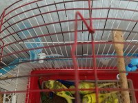1 aylık bebek kuşlar yem yemeye başladılar