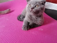 06.06.2023 doğumlu scottish fold yavruşlar