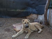 Kangal yavruları