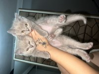 Yavru kardeşler british longhair
