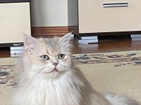 ŞECERELİ SAFKAN CY 12 KEDİMİZİ ÇİFTLEŞTİRMEK İSTİYORUZ