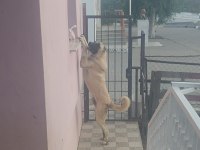 Köpeğimizi çiftleştirmek için dişi lazım