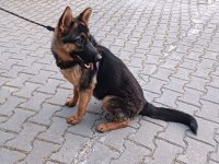 Alman kurdu