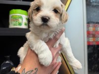 Maltese Yavru