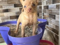 50 günlük minik dişi chihuahua yavrum yeni ailesini arıyor