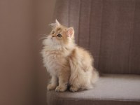 British longhair açıklamayı okuyun 2