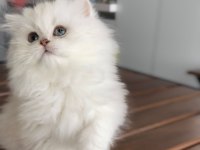 BRİTİSH LONGHAİR ŞOV KALİTE