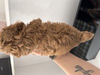 Orjinal red poodle