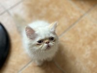 İran kedisi ponçikler