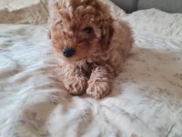 Apricot renk poodle