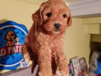 Maltipoo yavrularımız