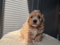 Minik Maltipoo