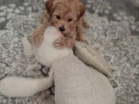 maltipoo cinsi köpeğimiz