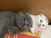 Scottish fold cins kedimizi sahiplendirme