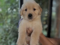 Baby Face Golden Yavrular