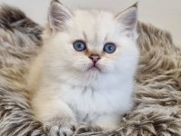 Pamuk Güzeli Silver British Shorthair yavrumuz