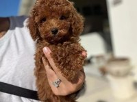 TOY POODLE YAVRULARI