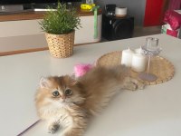 British Longhair Golden NY11 Yavrumuz Full Şecereli