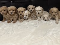 Mikro boy Poodle Yavrularımız
