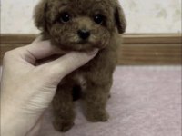 Toy Poddle Köpeğimiz