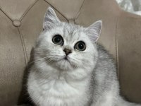 Teslime Hazır British Shorthair Yavrumuz