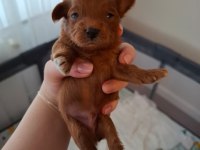 Evde Büyüyen Poodle Kalitesinde Maltipoo Bebekler