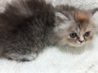Chinchilla bebeklerimiz evlerini arıyor