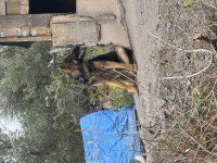 Çok akıllı bir alman kurdu