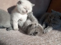 1 aylık koca kafa british shorthair
