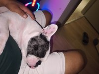 Çok akılı bir dost köpeğimiz mecburiyetten veriyorum